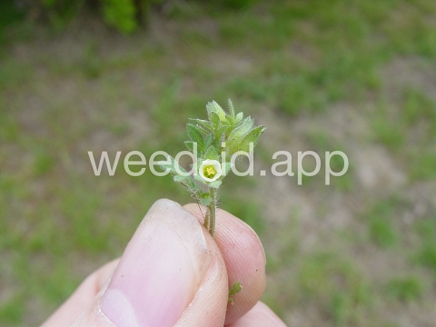 polemonium, annual